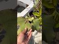 Apne Plants Ko Over Fertilise Mat Karo #terracegardening