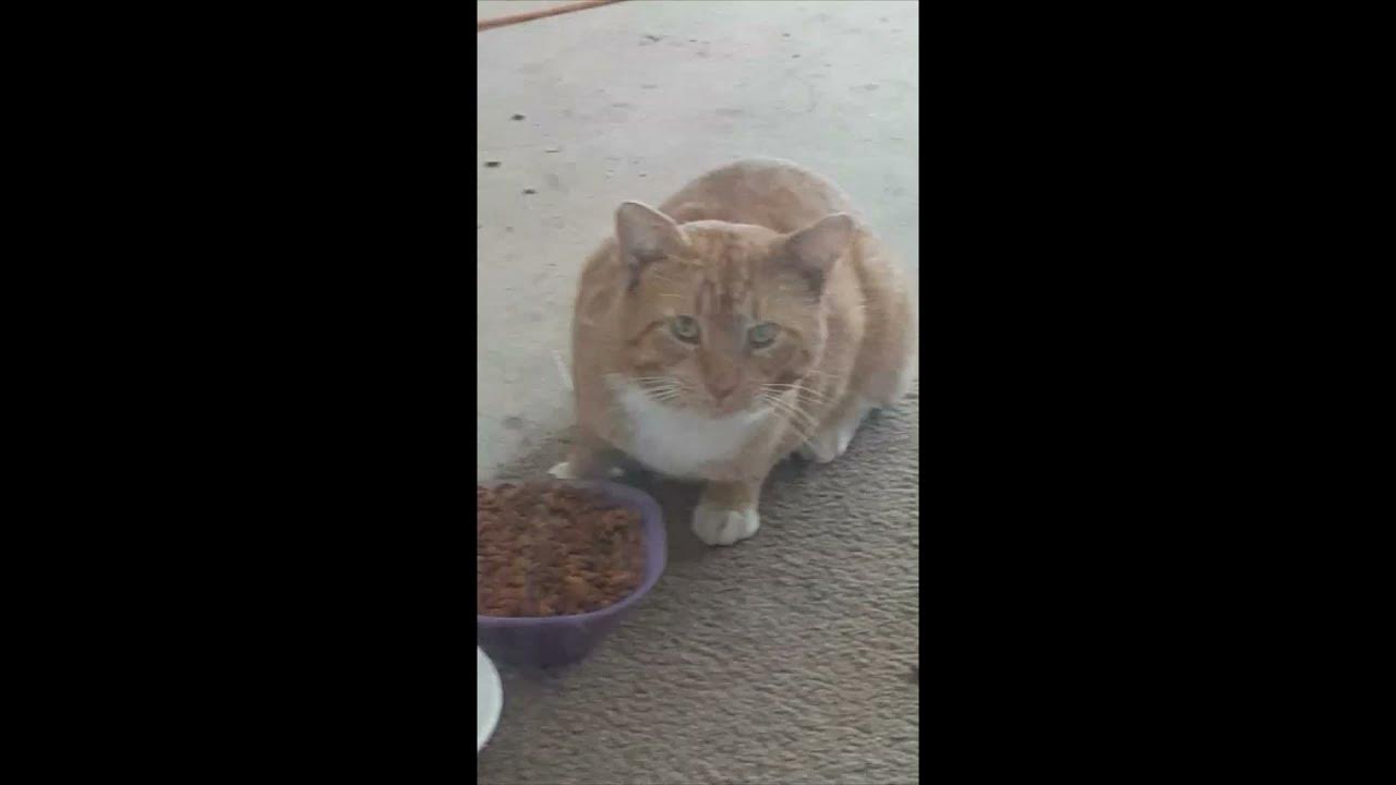 this cat keeps coming back to my house YouTube