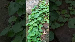 Kuuma Obutonde Kozesa Embutamu (centella asiatica) Owagale(boosting) obwongo0708261802