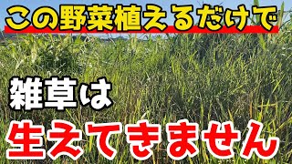 【こんな雑草対策が】雑草を生やしたくない場所にはこの野菜植えてください。【家庭菜園】