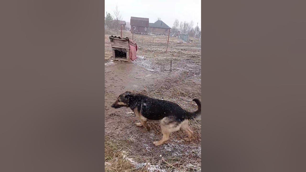 шарик я как и ты был на цепи - YouTube