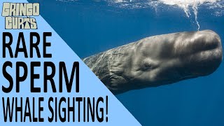 Sperm Whale Swimming Up to Snorkelers