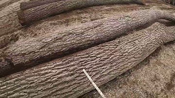 TIPS ON HOW TO TELL IF YOU HAVE A LUMBER LOG OR A VENEER LOG
