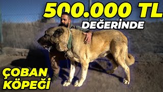 500000 Tl Değeri̇ndeki̇ Çoban Köpeği̇