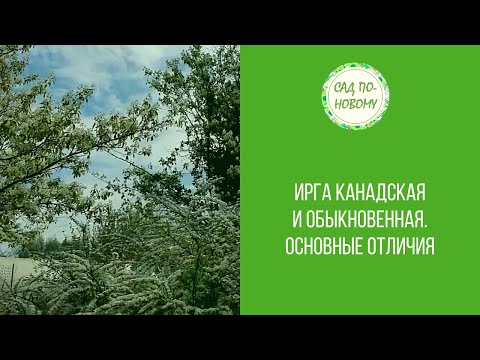 Ирга канадская и обыкновенная. Основные отличия.