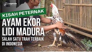 TERNAK AYAM EKOR LIDI MADURA, TRAH JUARA DI INDONESIA !! #ayamekorlidi