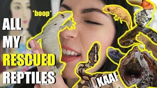 All My Rescued Reptiles In One Video | Meet My Rescues