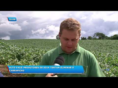 Vídeo: Controle de ervas daninhas de carrapicho: aprenda a matar plantas de carrapicho