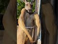 Kangaroo Stands Upright And Flexes