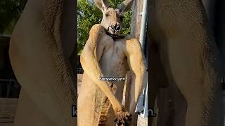Kangaroo Stands Upright And Flexes