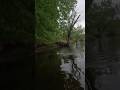 RIVER SMALLIE GOES SHARK MODE