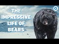 The impressive life of bears  wildlife documentary