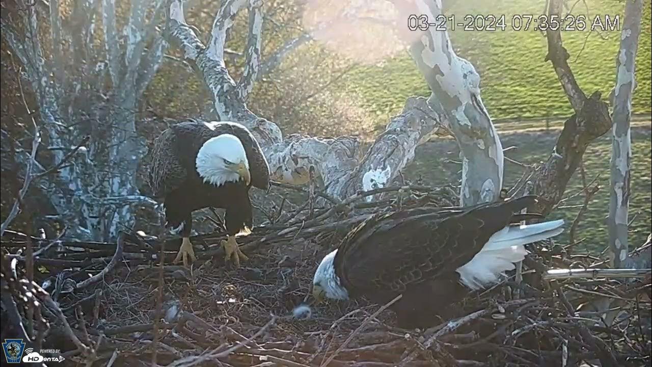 Live Streaming PA Farm Country Bald Eagle Cam HDOnTap com — Mozilla