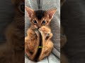 GATTO ABISSINO - ANTICA BELLEZZA
