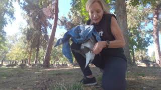 CANADA GOOSE WITH HOOK PIERCING THROUGH LEG!  RESCUE & RELEASE! screenshot 4