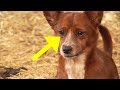 Hund wird in einem herzzerreißenden Video mit der Kuh wiedervereint, die ihn großgezogen hat!