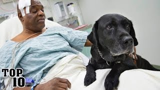 Top 10 Animals That Have Saved Lives