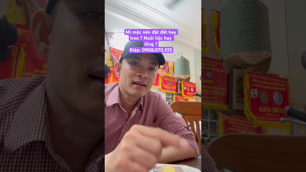 Mi mộc nên đặt đất hay treo ? Nuôi hộc hay lồng ?