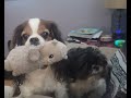 Best Kitchen Helper Gets Birthday Treats