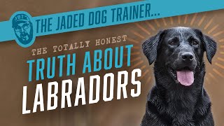 The Truth About Labradors - The Jaded Dog Trainer