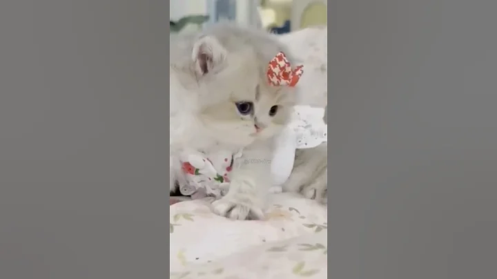 Video 11907771: cat meow kitten pets, pets meow cute kitten, kitten funny meow pets, sweet cats meowing