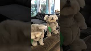 Crikey! Two Baby Koala Bears eating Treats in their Natural Habitat