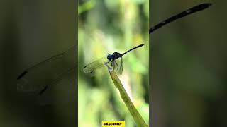 Have you ever heard what a dragonfly sounds like in the wild? Then listen to this!