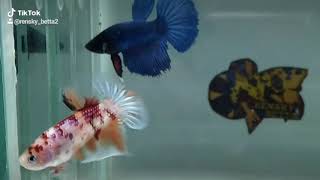 story wa ikan cupang plakat Nemo 😎😎