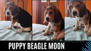 Puppy Beagle Moon | Moon the Beagle by Moon the beagle 308 views 2 months ago 2 minutes, 5 seconds