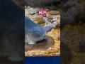 “Help!” yelped the fish. #fish #aquarium #aquariumfish #funny #shorts