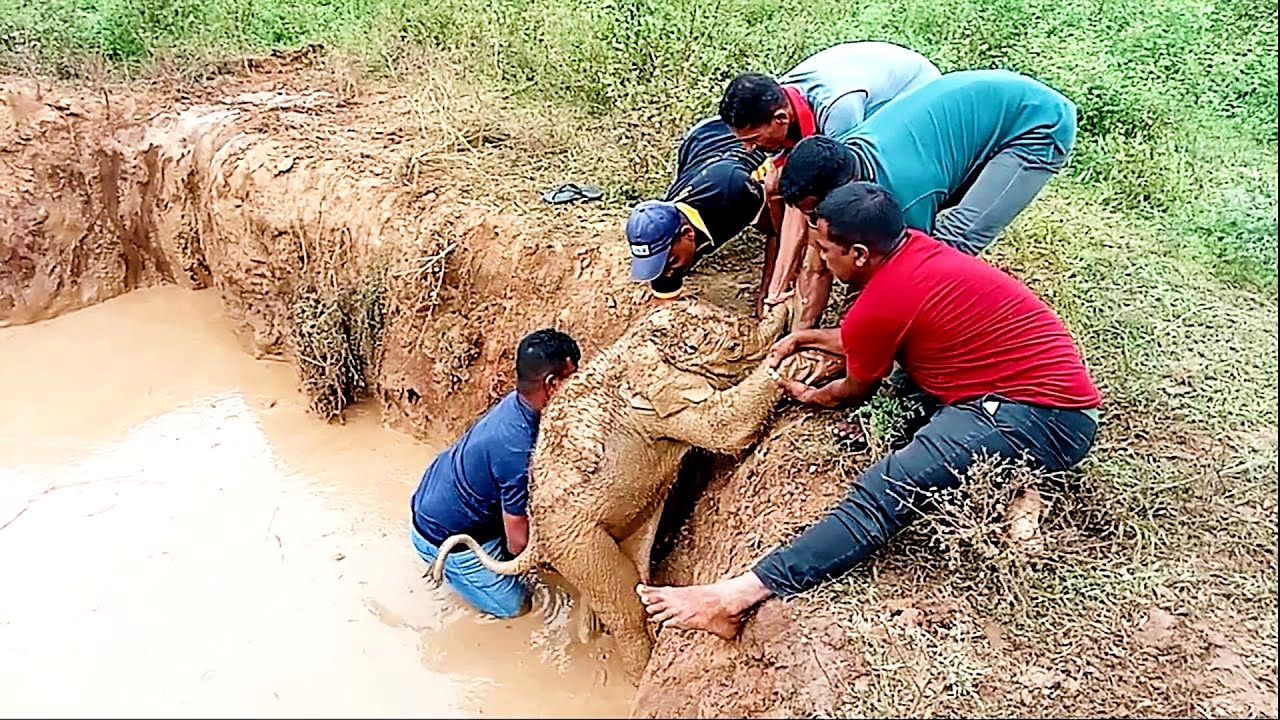 Heartwarming Rescue: Adorable Baby Elephant Saved from Pit and Reunited with Loving Mother!