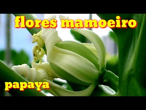 Vídeo: Fruit Drop In Papaya - Por que o mamão está caindo da árvore