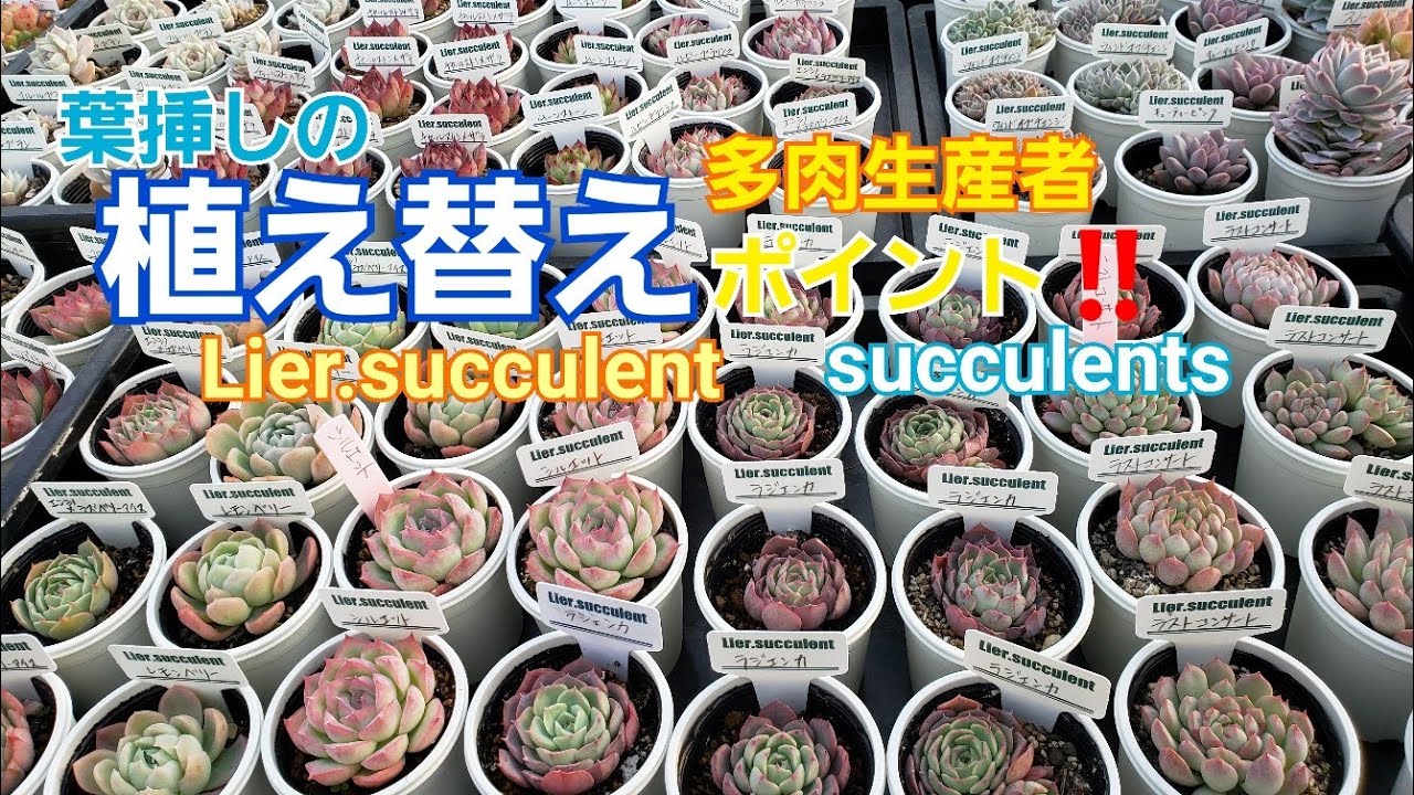 Succulents] Leaf cuttings and repotting! ️Explanation!! - YouTube