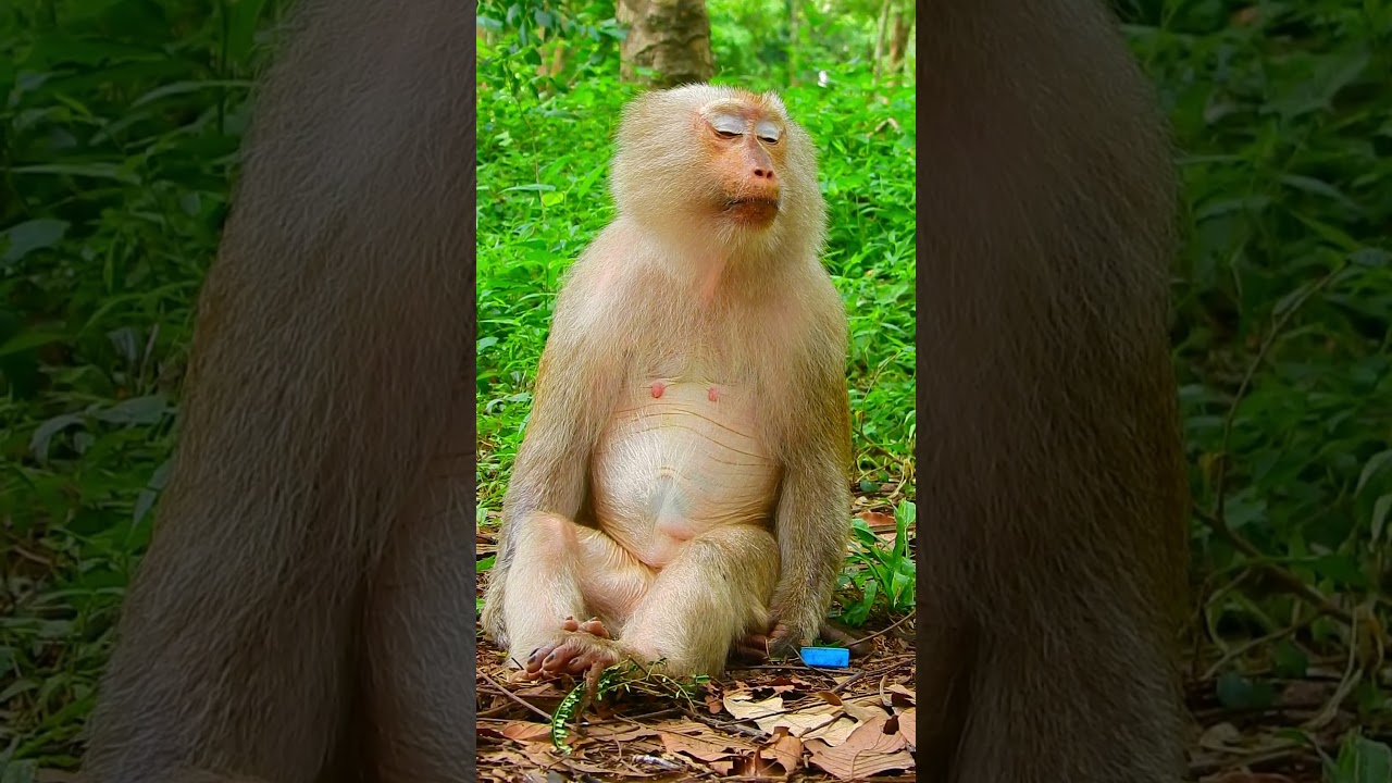 Pregnancy Monkey Ashley 