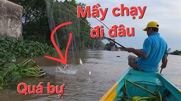 Con mè vinh chà bá trong đám lục bình. 1 vợt là đủ vốn | Săn bắt SÓC TRĂNG |