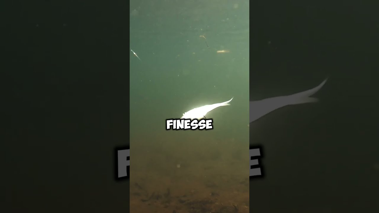 Spinning Reels Vs Baitcasters For Bass Fishing Bassfishing Shorts