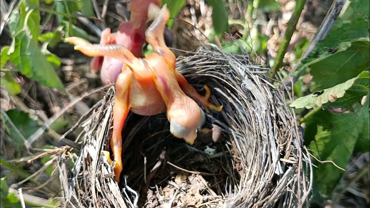Cuckoo baby thrown baby the baby hanged on the edge of nest to save ...