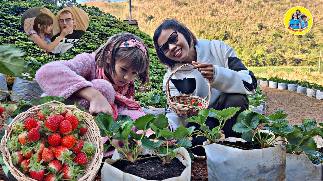 น้องคลีโอ เก็บสตรอเบอร์รี่สดๆจากไร่ ที่บ้านไร่ ครั้งแรก แดดดี้ได้กินสดๆถึงกับฟิน/Mommy May Tv