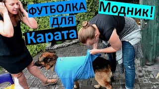 VLOG Повели собаку в Больницу🐕 Одели футболку на Карата 😅 ЗАЧЕМ? Пули в животных 😵 ОГРОМНЫЙ ШРАМ VLOG Повели собаку в Больницу🐕 Одели футболку на Карата 😅 ЗАЧЕМ? Пули в животных 😵 ОГРОМНЫЙ ШРАМ