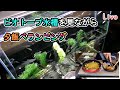 【ベランピングLive】ビオトープ水槽を見ながら肉と焼きそば【ニコ生同時配信】