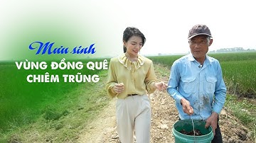 Ký sự: Mưu sinh nơi vùng đồng quê chiêm trũng