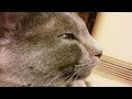 みだしなみ (ロシアンブルー RussianBlue)