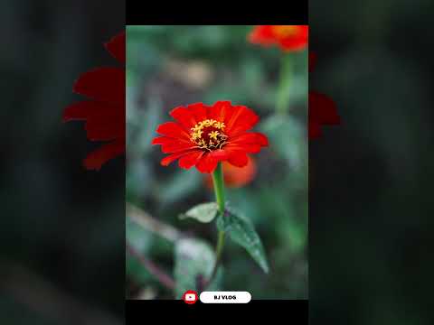 राम्रो राम्रो फोटो भिडियो हेर्नको लागि फलो गर्नु होला Bj Vlog South Korea Ulsan  #bjvlog #avi #anju