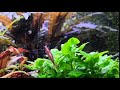 Креветос в клиентском травнике. Cherry shrimp in the planted tank. (06.02.2019)