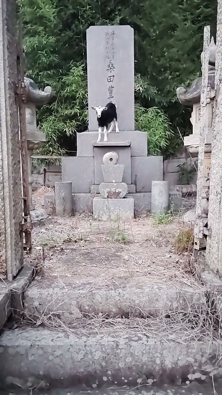 やぎさん🐐 - YouTube