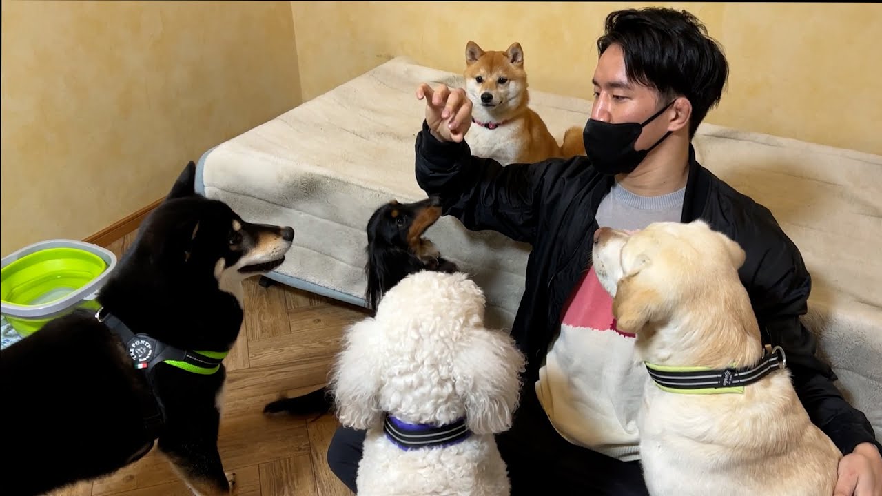 犬恐怖症の大吉くんはトレーナーさんの指導で克服できるのか？