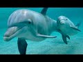 Snorkeling with dolphins.