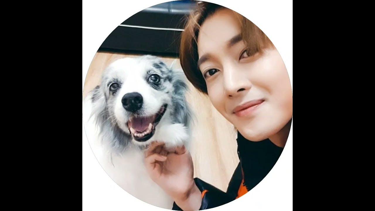 Kim Hyun joong 💞 Boys over flowers- Jihoo with his 🦮pets 🐕 #shorts