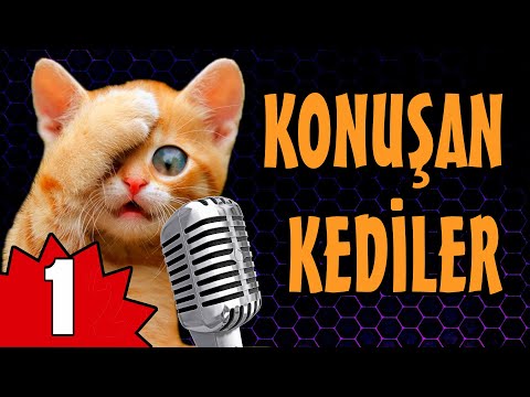 Konuşan Kediler 1 – En Komik Kedi Videoları