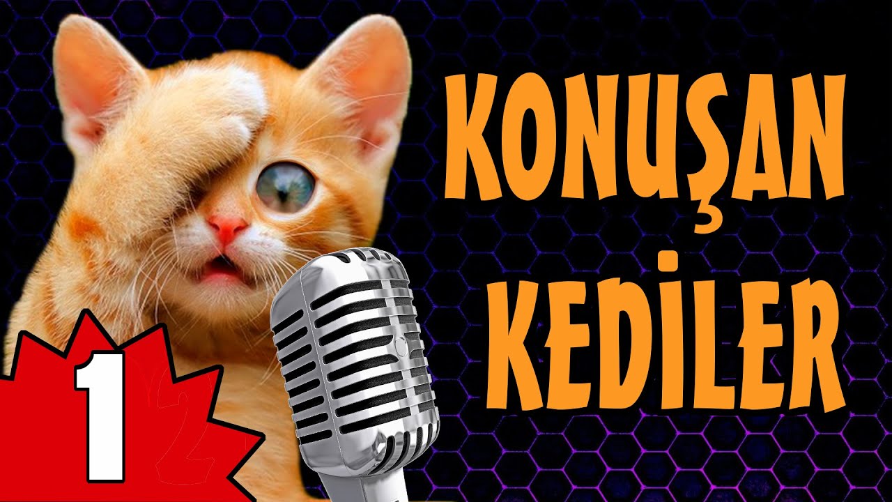 Konusan Kediler 1 En Komik Kedi Videolari Youtube